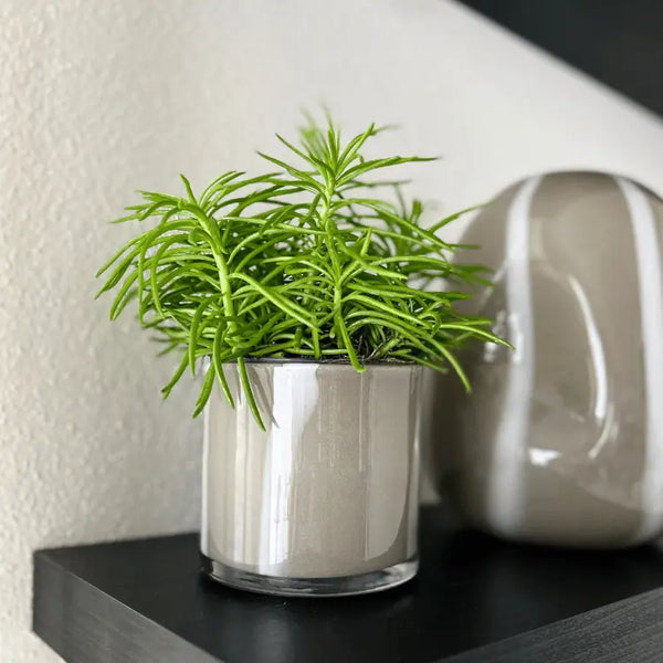 Teelicht "Sweet-Sue" - grau